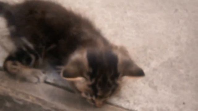 Котенок первый раз на улице на цементной дорожке. Не знает, как себя вести как ходить. смотреть онлайн