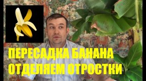 Пересадка комнатного банана. Как отделить отростки (детки) от банана?