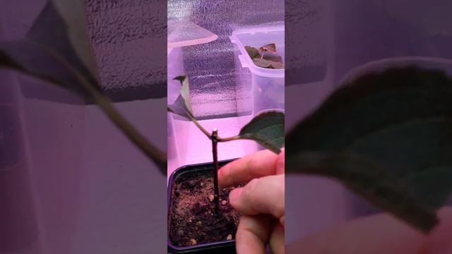 Осеннее укоренение гортензии Fraise Melba. смотреть онлайн