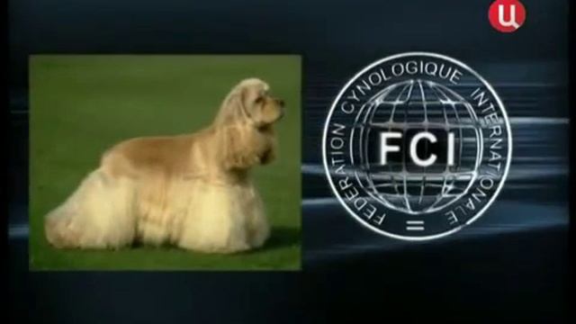 Все породы собак. Американский кокер спаниель смотреть онлайн