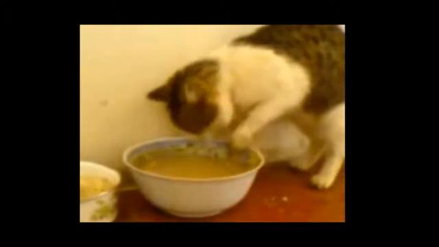 Кот ест лапой. смотреть онлайн