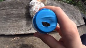 САМЫЙ ЛЁГКИЙ И БЫСТРЫЙ СПОСОБ ВЫКАРМЛИВАНИЯ ГОЛУБЯТ ВРУЧНУЮ