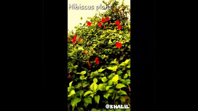 Amazing benefits of hibiscus flowers||گل گڑھل کے فائدے||China rose benefit on body, skin,hair||urdu смотреть онлайн