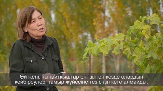 Подломка, особенности капельного орошения, обработка химическими препаратами виноградника смотреть онлайн