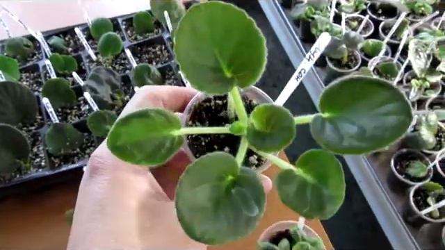 Какие листы фиалки годятся для укоренения ? смотреть онлайн