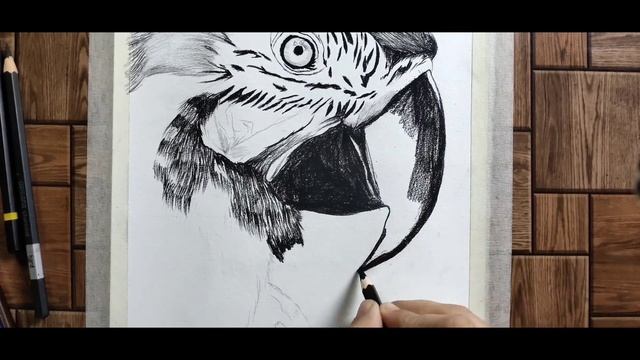 Macaw Bird Sketch ❤ смотреть онлайн