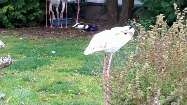 Ирина Вронская: Красивые фламинго! Beautiful flamingos! смотреть онлайн
