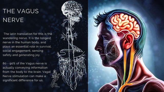 Vagus Nerve Morphic Field - Stimulate, Heal & Regenerate Cranial Nerve 10 (CN X) Aka Vagus Nerve