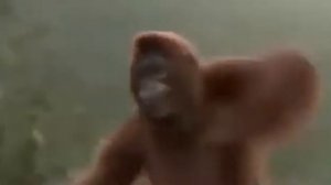 Смишной Гарила