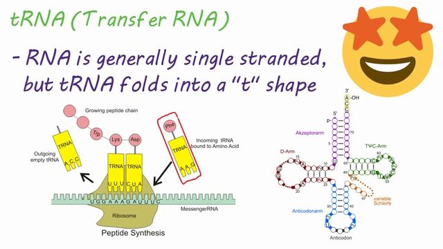 mRNA, tRNA, and rRNA function | Types of RNA смотреть онлайн