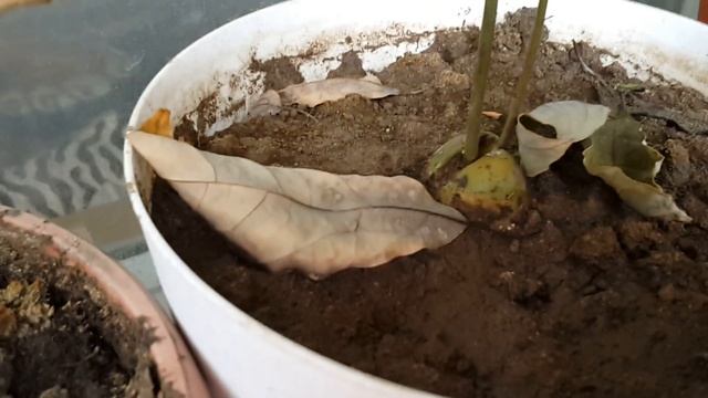 Авокадо зачах. Часть 3. смотреть онлайн