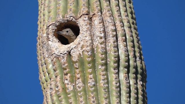 Birding Saguaro National Park (Sonoran Desert) in Tucson, Arizona смотреть онлайн