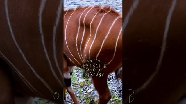 Зачем антилопе бонго полоски? Подпишись ? смотреть онлайн