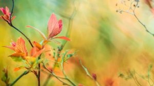 Я иду из под угора Светлана Беликина Автор видео Нина Рудакова