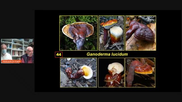 Approfondimento sui funghi del legno, con Aldobrando De Angelis смотреть онлайн