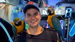 Уход за большим попугаем арой. Выростил до 1 года