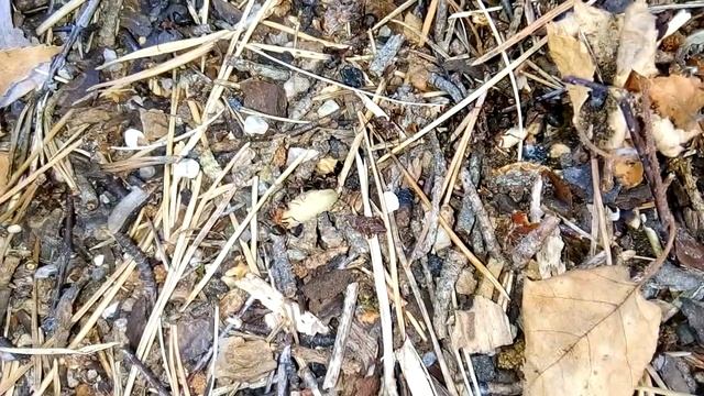 Trogus Lapidator!!! Враг Махаонов скормлен муравьям.