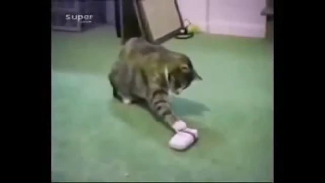 Cats Jumping Fail Compilation смотреть онлайн
