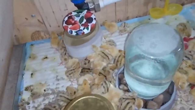 Вылуп перепелов. Что-то пошло не так. смотреть онлайн