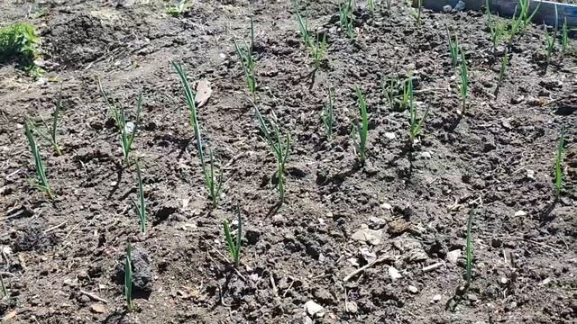 первый урожай !!! дачные работы смотреть онлайн