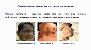 Тема 48. Основные доказательства эволюции