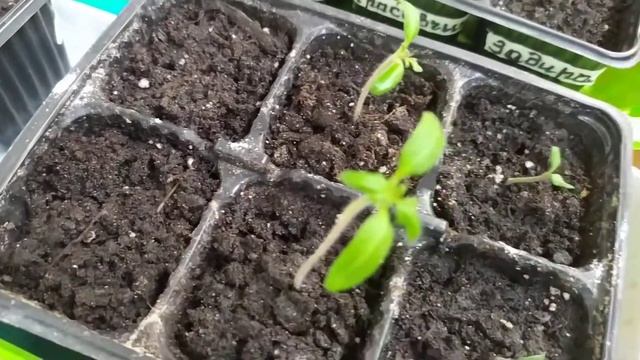 Огород в квартире в осенне-зимний период. Какие растения и сорта посажены. смотреть онлайн