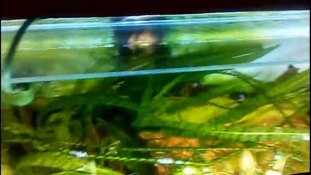 Прошло 2 месяца после перезапуска аквариума на земле.. Грунт аргиллит. смотреть онлайн