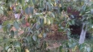 Обалденная груша "Лесная красавица"