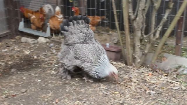 Как вывести цыплят под наседкой. Брама тёмная. Инстинкт насиживания. Характерное поведение наседки. смотреть онлайн