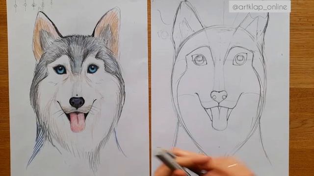 Как нарисовать собаку хаски / Drawing husky смотреть онлайн