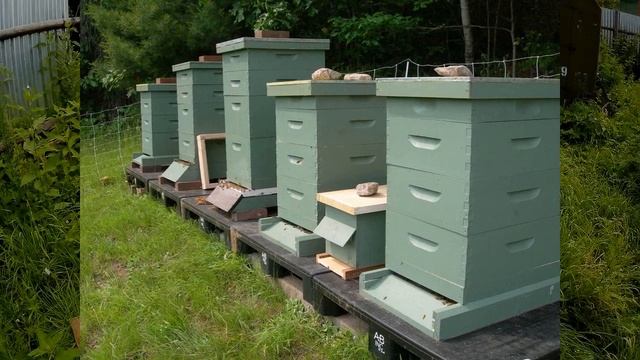 Как выбрать улей начинающему пчеловодство ??? Преимущества и недостатки ульев. смотреть онлайн