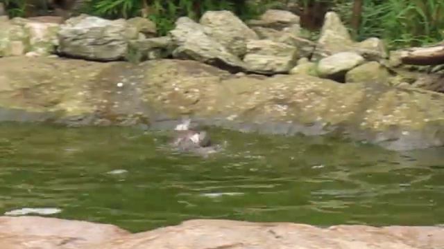 Выдры в Лондонском зоопарке смотреть онлайн