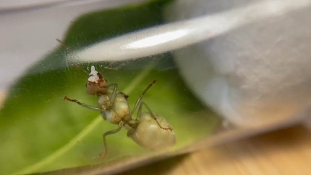 Муравьи Oecophylla smaragdina смотреть онлайн