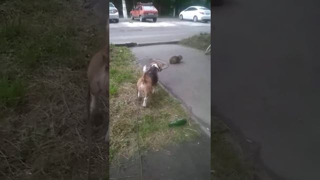 Бигль Охота на кошку 19 июля 2020 г.#бигль#собакадругчеловека#охота смотреть онлайн