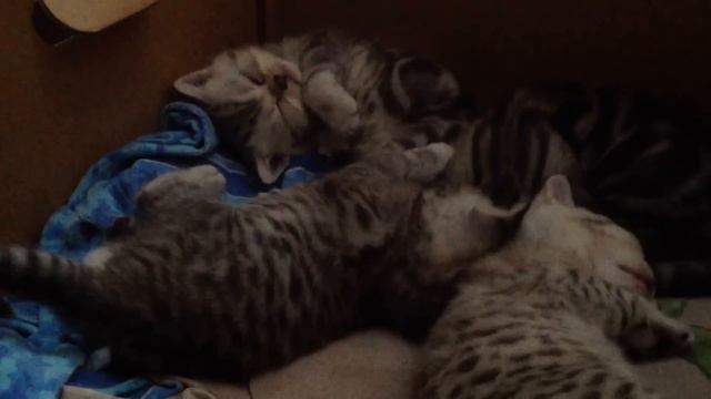 Шотландские вислоухие котята (Котята 4) смотреть онлайн