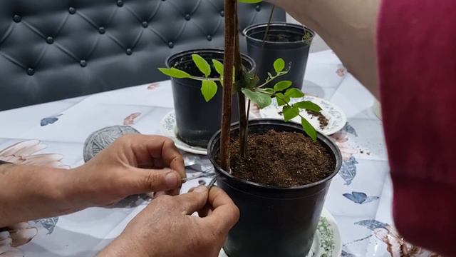 6 апреля 2022 г.кабея.я смогла её вырастить смотреть онлайн