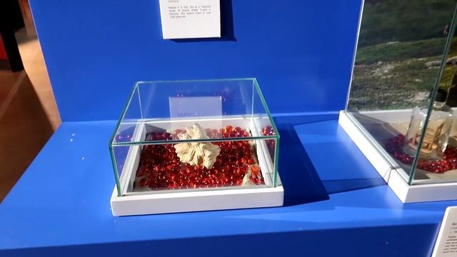 The Science of Ripley's Believe it or Not - Scottsdale, AZ смотреть онлайн