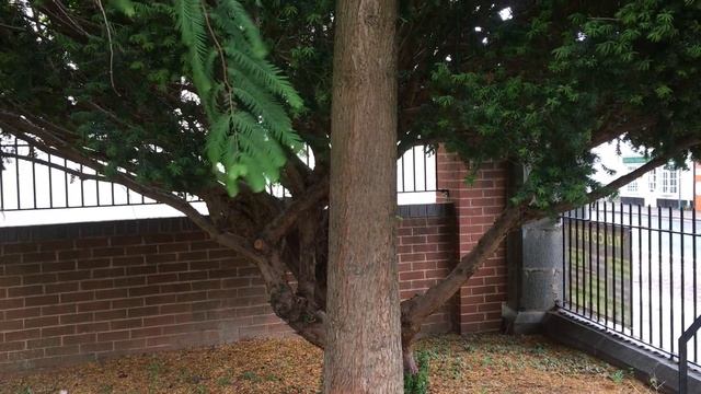 Dawn redwood (Metasequoia glyptostroboides) - trunk - July 2018 смотреть онлайн