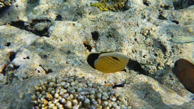 Hilton sharks bay snorkelling November 2018 Sharm el Sheikh смотреть онлайн