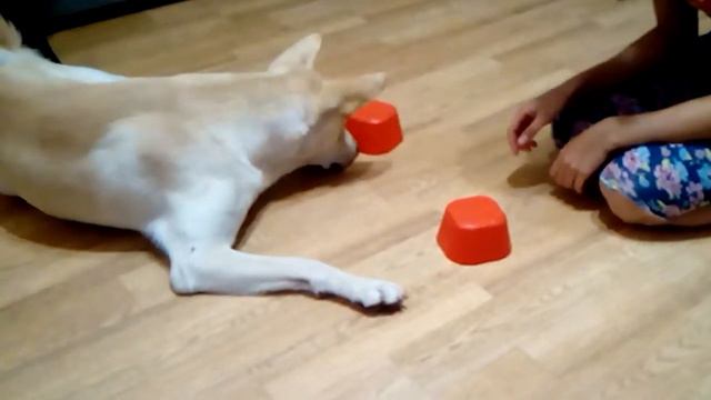 Пёс-напёрсточник