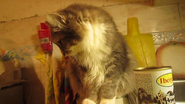 Смешной кот! смотреть онлайн