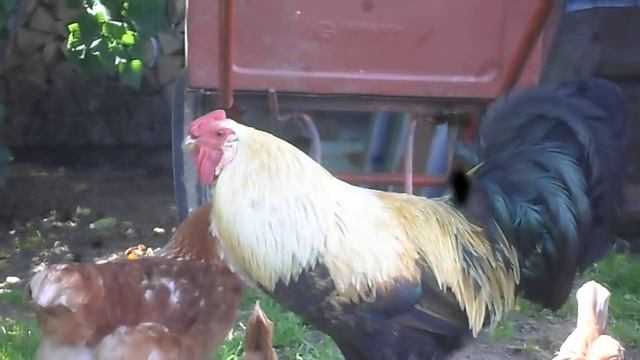 Петух чихает