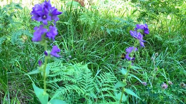 Шмель на цветке. Цветы летняя природа. Летний лес. Шмель пьет росу. Цветы в лесу. смотреть онлайн