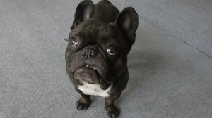 В собаку бес вселился | Французский бульдог Олег