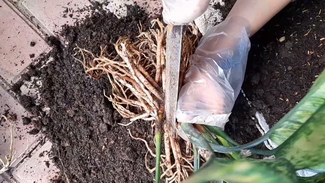 Memperbanyak Bunga Aglonema Heng Heng смотреть онлайн