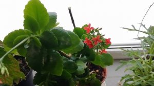 Каланхоэ Рассеченое и Дегремона