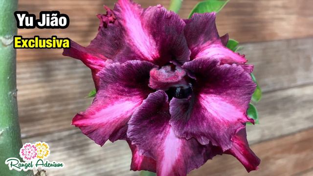 Rosa do Deserto Yu Jião смотреть онлайн