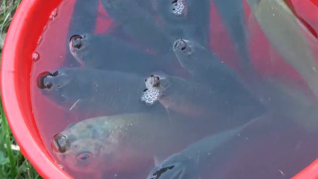 Корецкий Владимир Высоцкий - Троице-Лыково смотреть онлайн