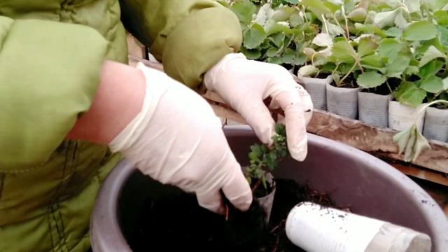 Всякие разные посадки растений  осенью.