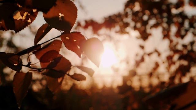 #осень смотреть онлайн